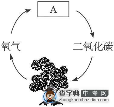 初三化学复习：碳和碳的氧化物强化练习题（二）1